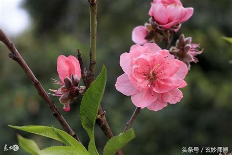 陰桃花 意思|陰桃花是什麼意思，陰桃花真的存在嗎